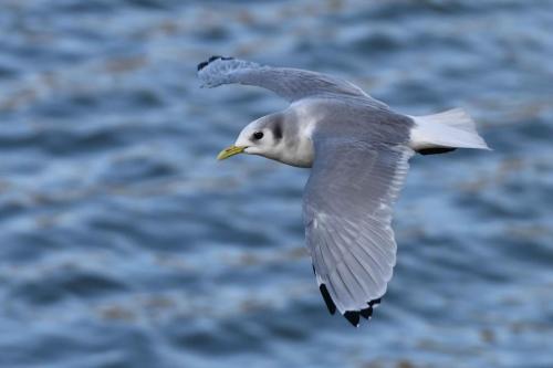 Mouette tridactyle (adulte)