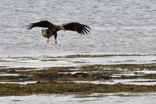 Jeune Pygargue à queue blanche