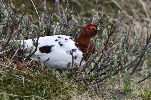 Lagopède des saules