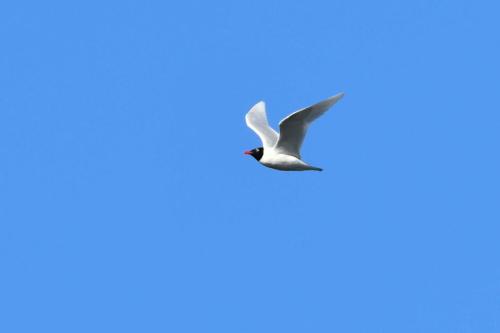 Mouette mélanocéphale