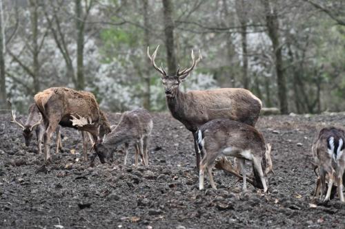 Daims et cerfs élaphes