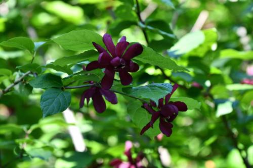 Arbre aux anémones Calycanthus x raulstonii Hartlage Wine