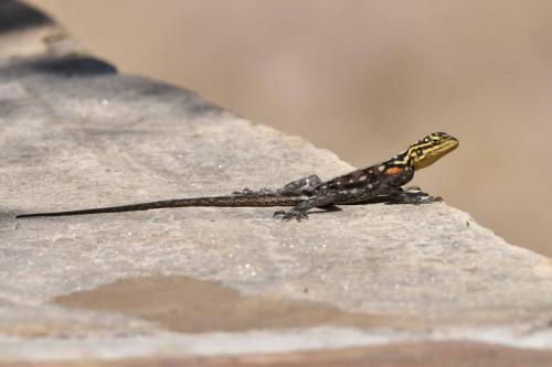 Namibia rock agama
