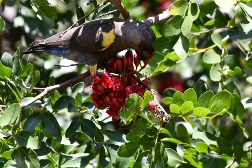 Perroquet de Rüppell