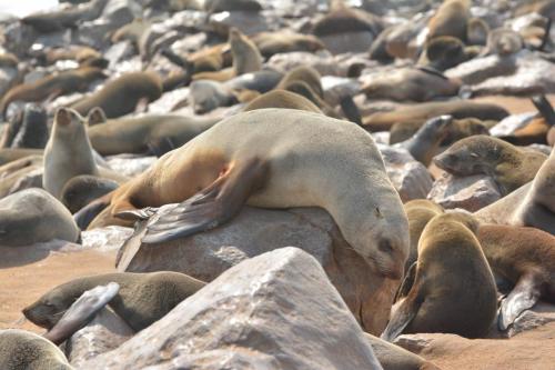 Otaries à fourrure d'Afrique du Sud