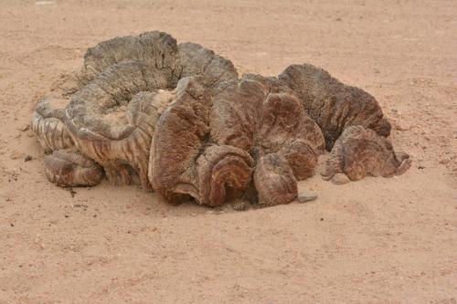 Welwitschia mirabilis