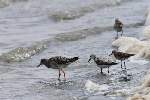 Combattant varié, bécasseaux sanderling et minute