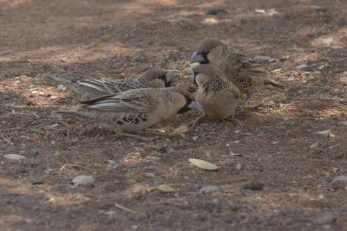 Républicains sociaux