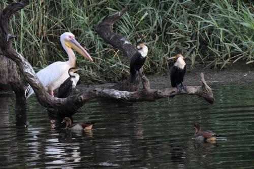 Pélican blanc et grands cormorans