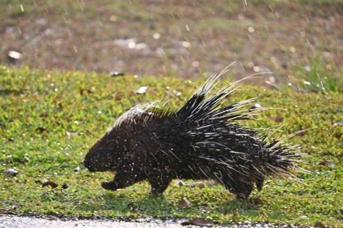 Porc-épic de Malaisie