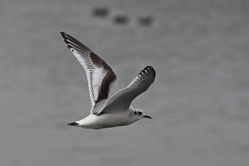 Mouette pygmée