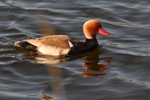 Nette rousse