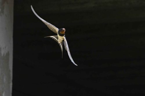 Hirondelle rustique