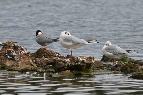 Sterne pierregarin et Mouettes rieuses