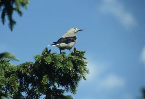 Casse-noix d'Amérique