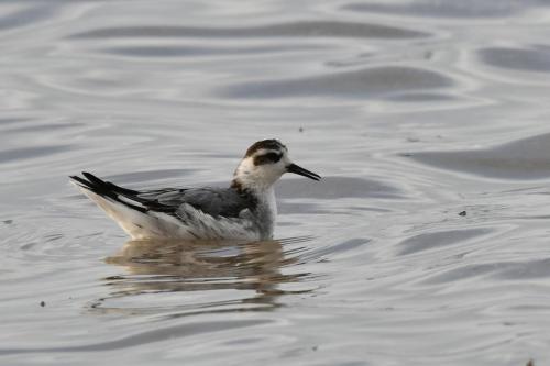 Phalarope à bec large