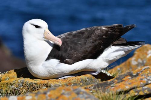 Albatros à sourcils noirs