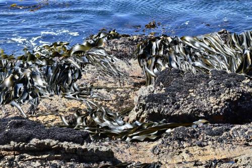 Kelp