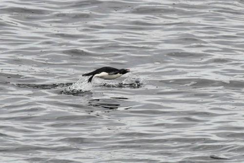 Gorfou sauteur qui marsouine pour rentrer à la colonie