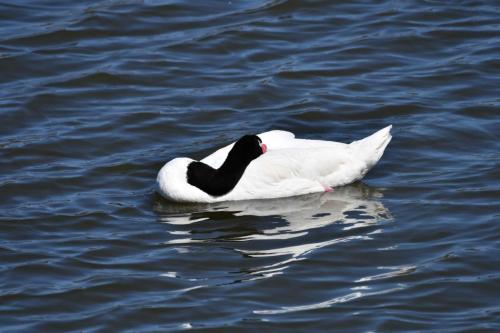 Cygne à cou noir