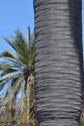 Palmiers du Chili (Jubaea chilensis)