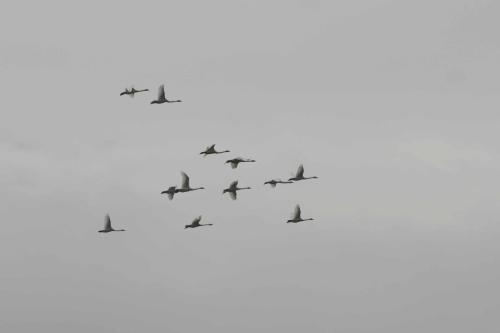 Cygnes chanteurs