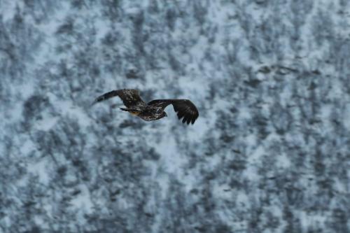 Pygargue à queue blanche (jeune)