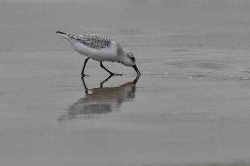 Bécasseau Sanderling, plage de Pontaillac