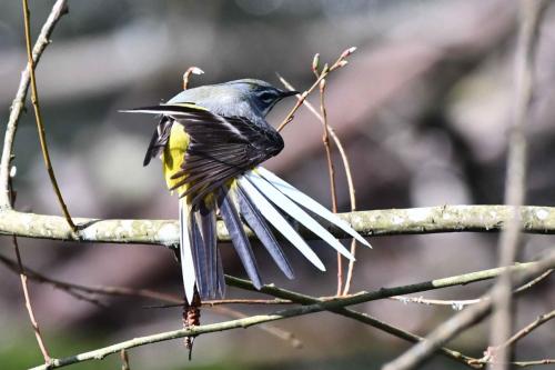 Bergeronnette des ruisseaux (mâle)