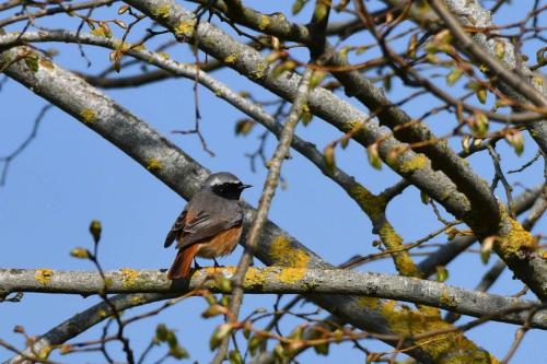 Rougequeue à front blanc