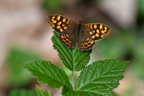 Tircis (Pararge aegeria)