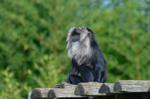 Macaque ouanderou