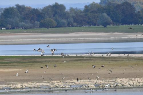 Vol de Canards siffleurs sur le lac du Der