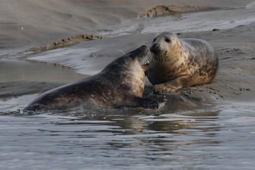 Phoques gris