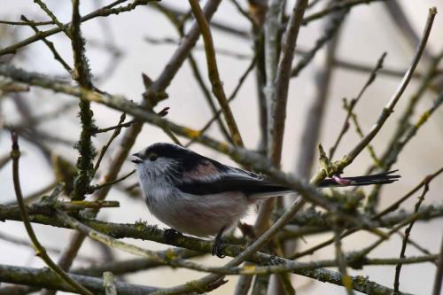 Mésange à longue queue
