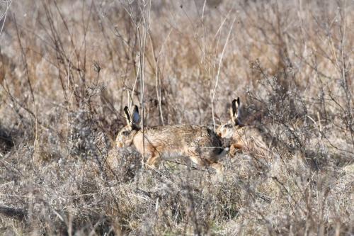 Lièvres d'Europe