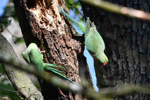 Perruches à collier
