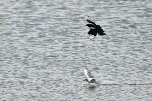 Pie bavarde et Sterne hansel à Saucedilla