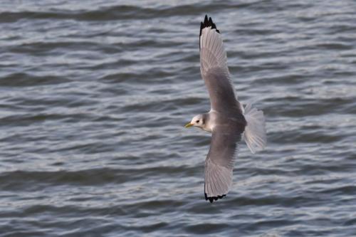 Mouette tridactyle (adulte)