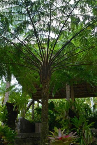 Fougère arborescente