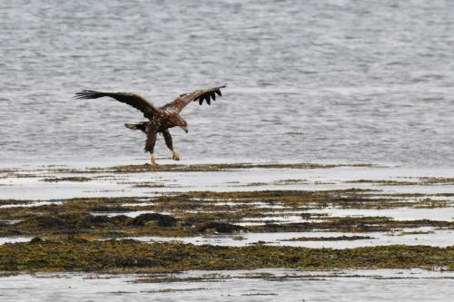Jeune Pygargue à queue blanche