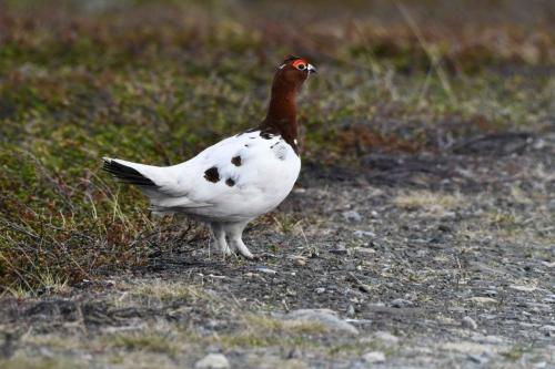 Lagopède des saules