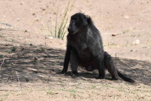 Babouin chacma