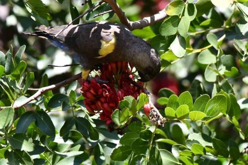 Perroquet de Rüppell