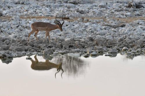 Impala à face noire