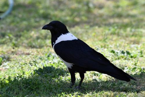 Corbeau pie