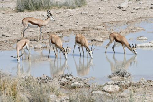 Springboks du Kalahari