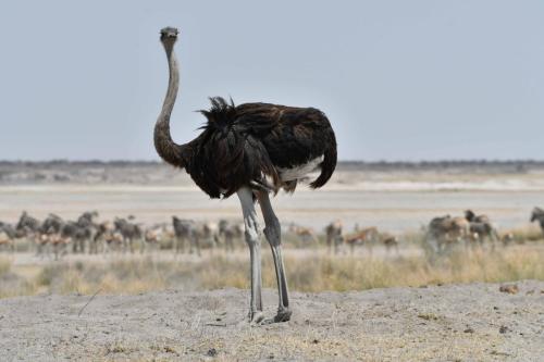Autruche