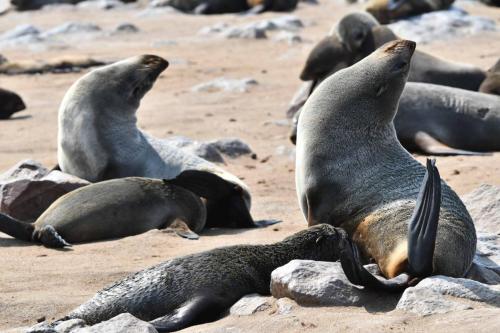 Otaries à fourrure d'Afrique du Sud