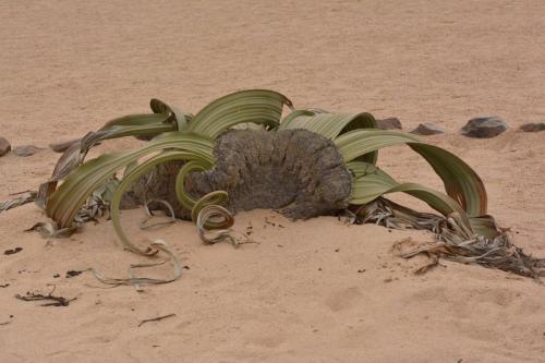 Welwitschia mirabilis